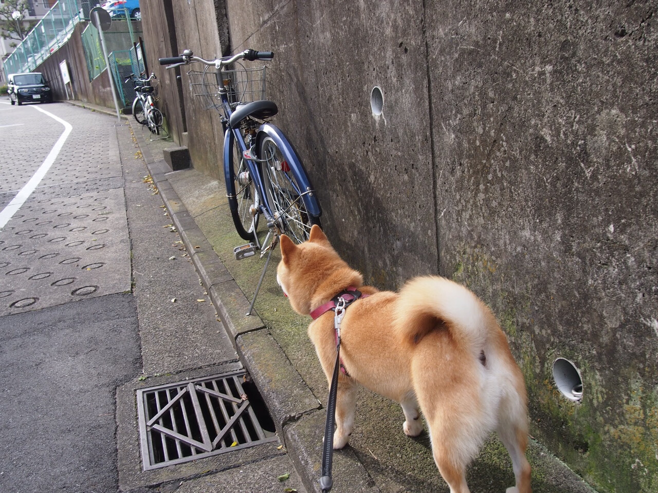 五大联赛主帅在高压时刻换人策略揭秘，五大联赛球员转会新闻