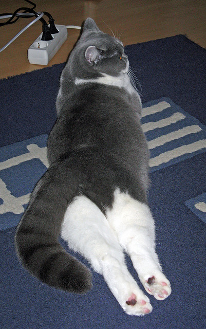 罗马尼亚队的表现深度评析：国际乒联混合团体世界杯赛场策略，罗马尼亚乒乓球名将