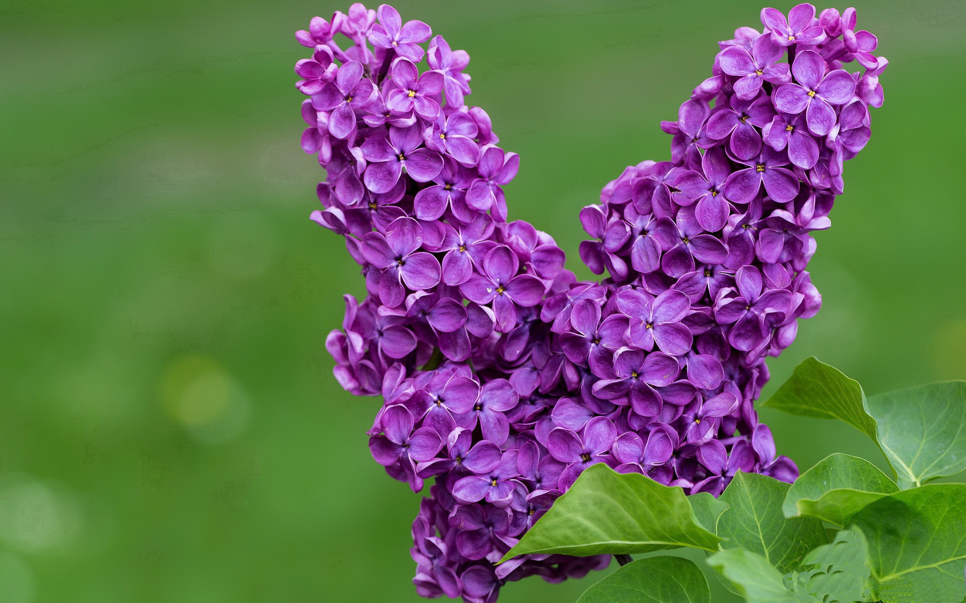 马竞硬朗风格压制博塔弗戈技术流，马竞客场0-0战平十人赫塔菲