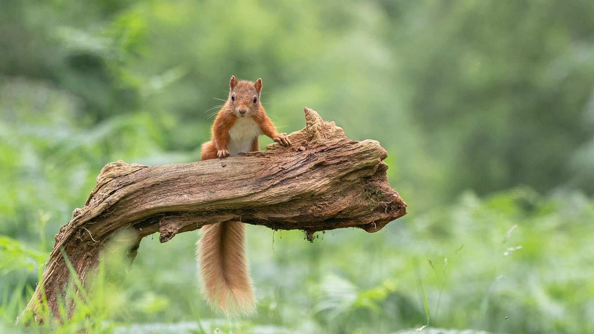 世界杯明星对决:天赋与努力的巅峰较量,世界杯明星球队