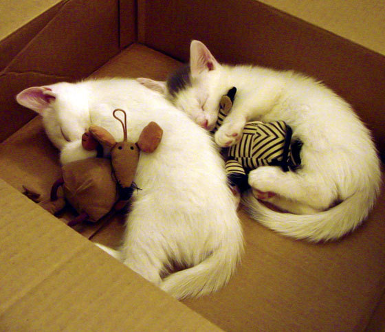 世界杯期间的全球旅游合作,世界杯旅游景点