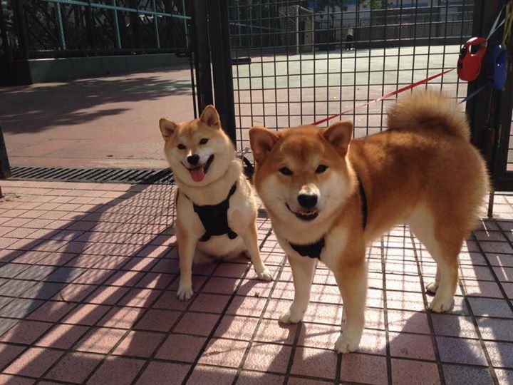 中国足球青少年联赛吸引多省队伍参与，中国足球青少年足球队