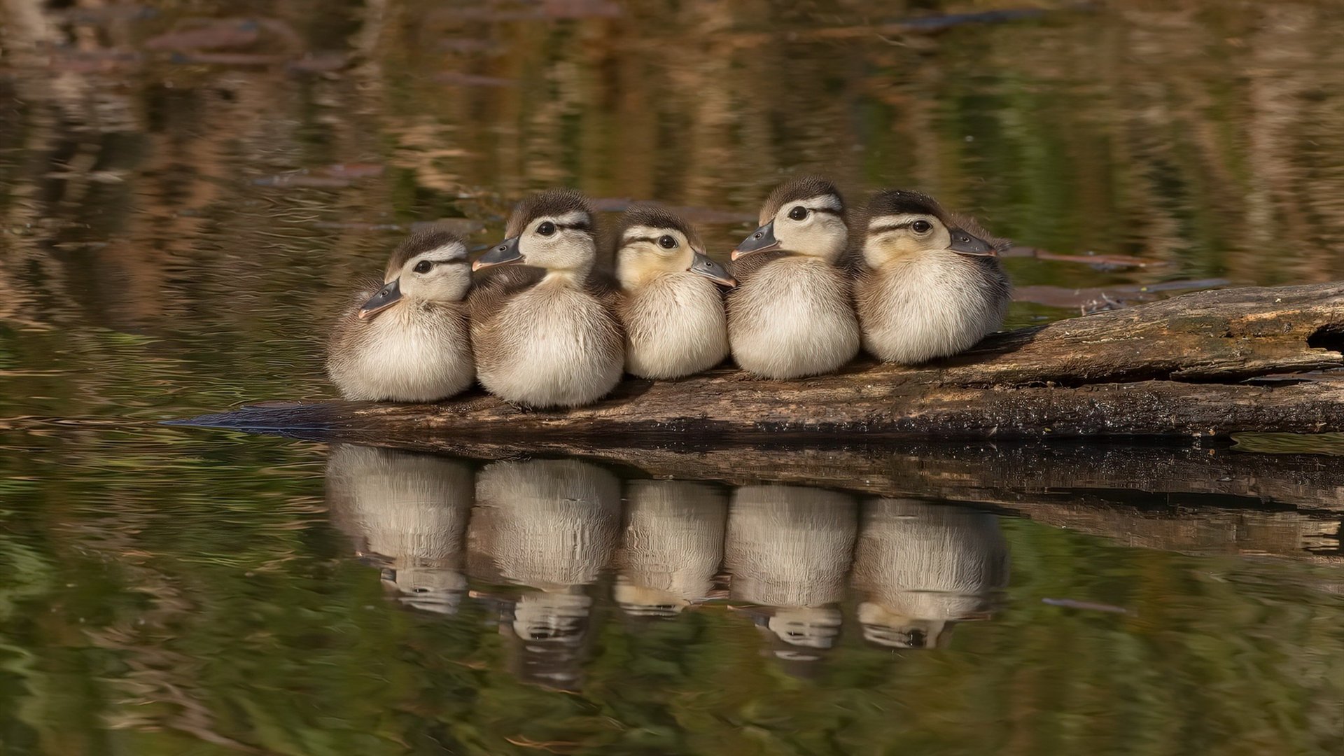 以足球为主题的城市IP品牌逐步建立，打造城市新名片，足球城市地理