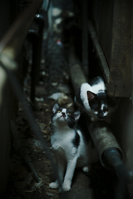 九游体育官网-佩拉卡尼完成蝶泳挑战展多面实力，卡佩拉mvp