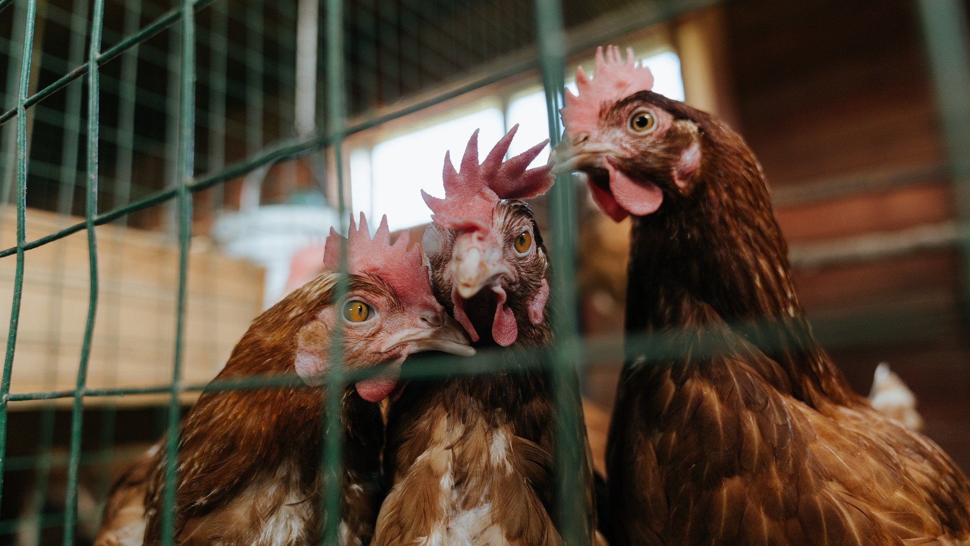 凯蒂·莱德基赛后谈挑战与突破,凯蒂·莱德基赛程